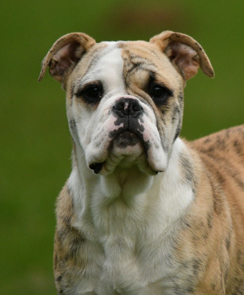 Des Conti's Ador - Chiot disponible  - Bulldog continental