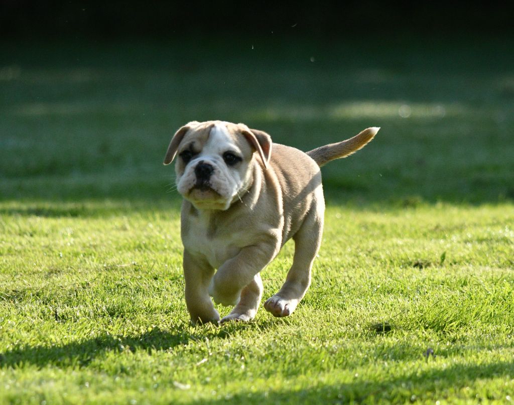 Des Conti's Ador - Chiot disponible  - Bulldog continental