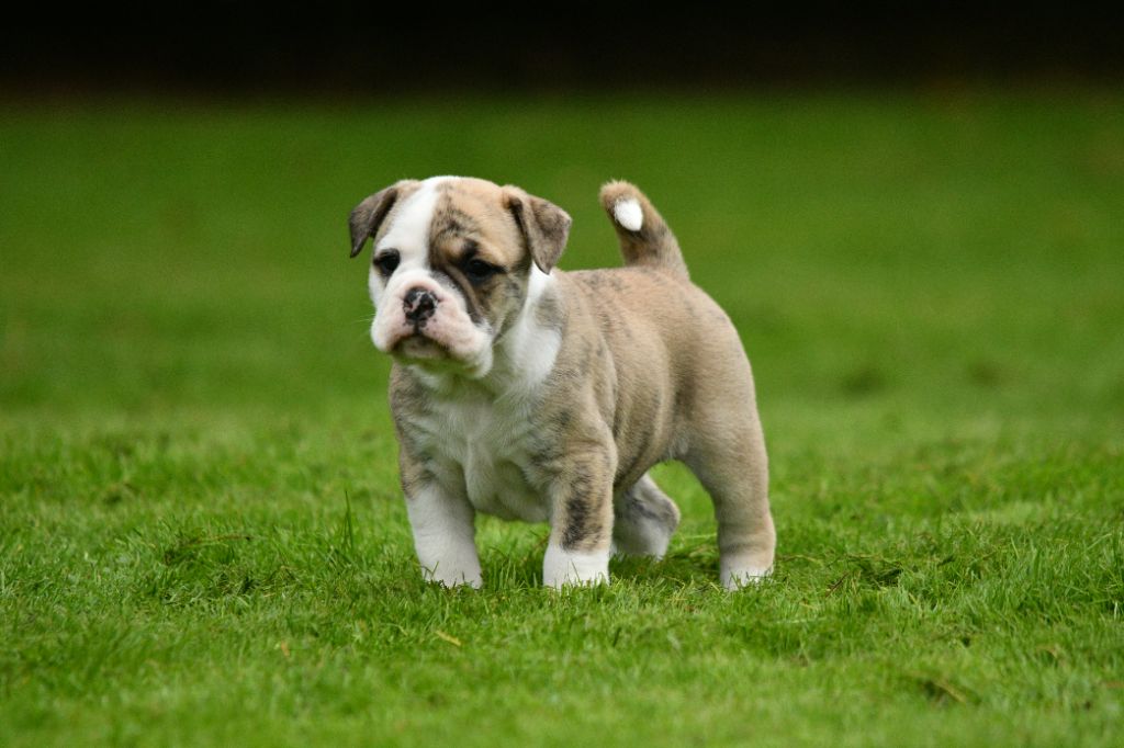 Des Conti's Ador - Chiot disponible  - Bulldog continental