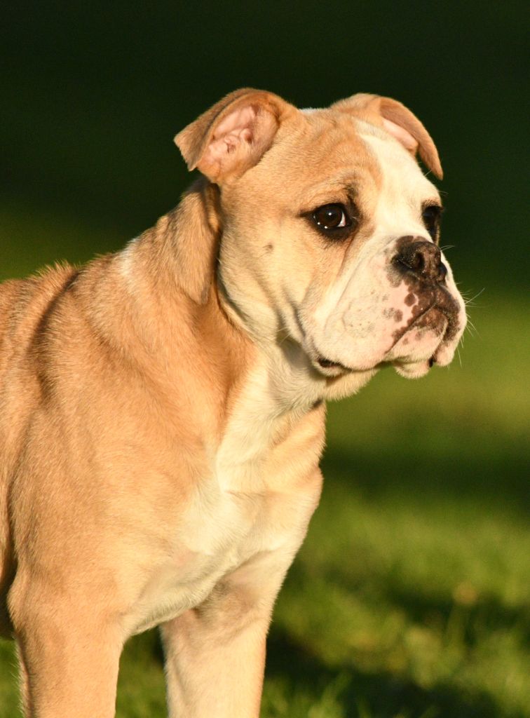 Des Conti's Ador - Chiot disponible  - Bulldog continental