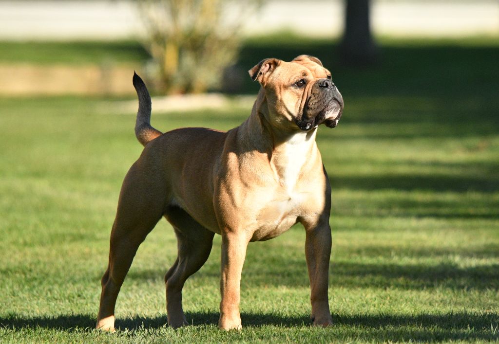 CH. Slôane Des Conti's Ador