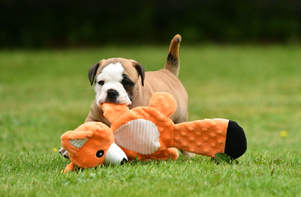 Des Conti's Ador - Chiots disponibles - Bulldog continental