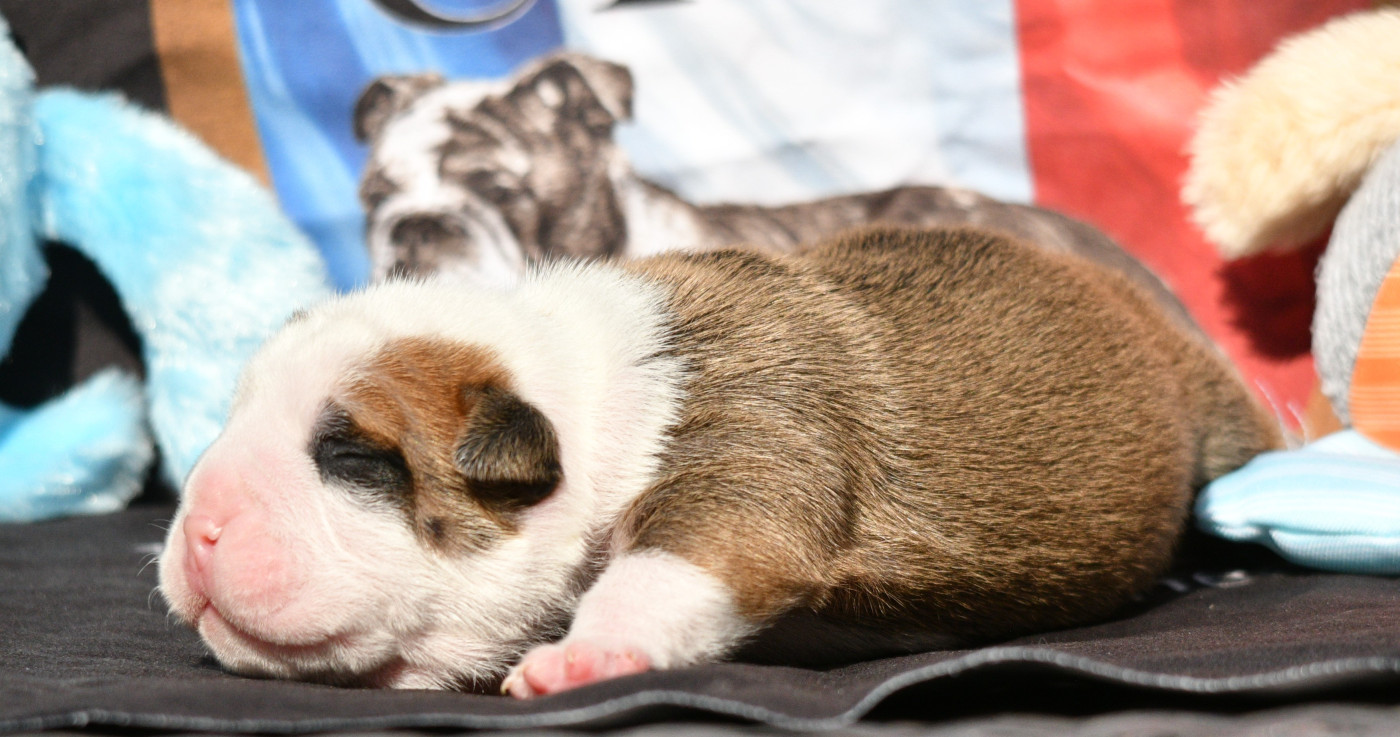 Des Conti's Ador - Chiots disponibles - Bulldog continental