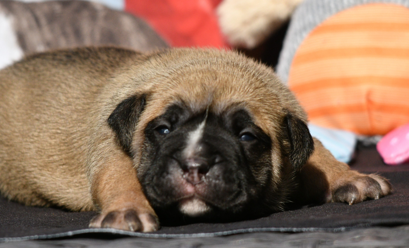 Des Conti's Ador - Chiots disponibles - Bulldog continental