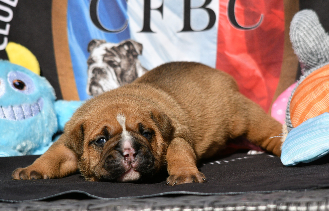 Des Conti's Ador - Chiots disponibles - Bulldog continental