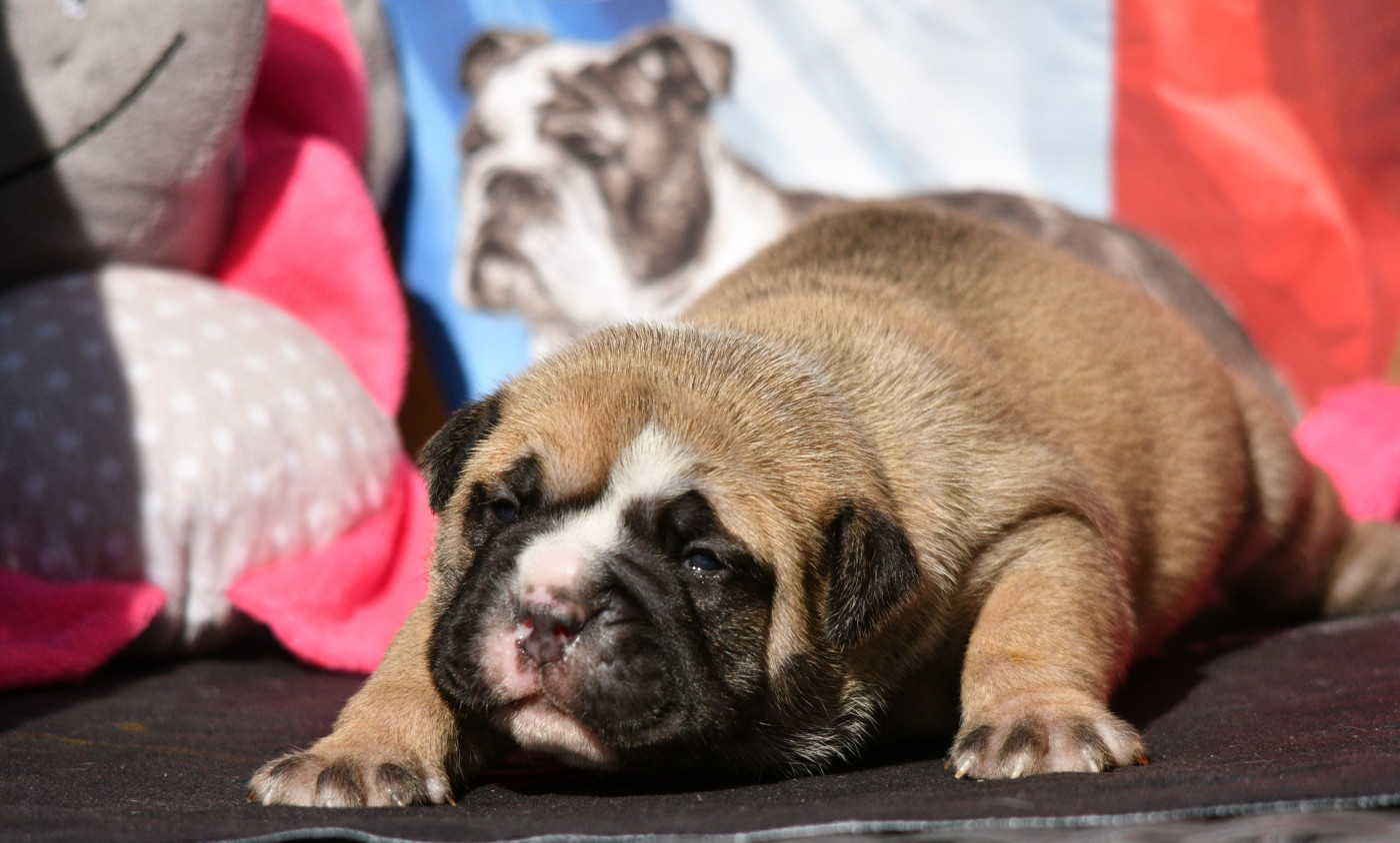 Des Conti's Ador - Chiots disponibles - Bulldog continental