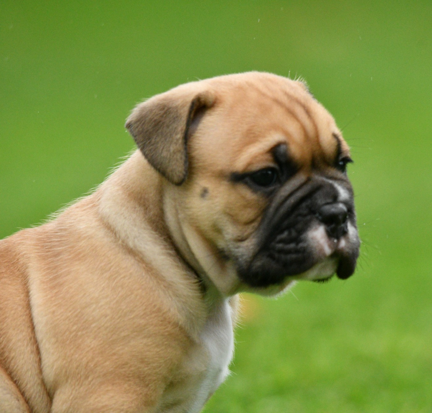 Des Conti's Ador - Chiots disponibles - Bulldog continental