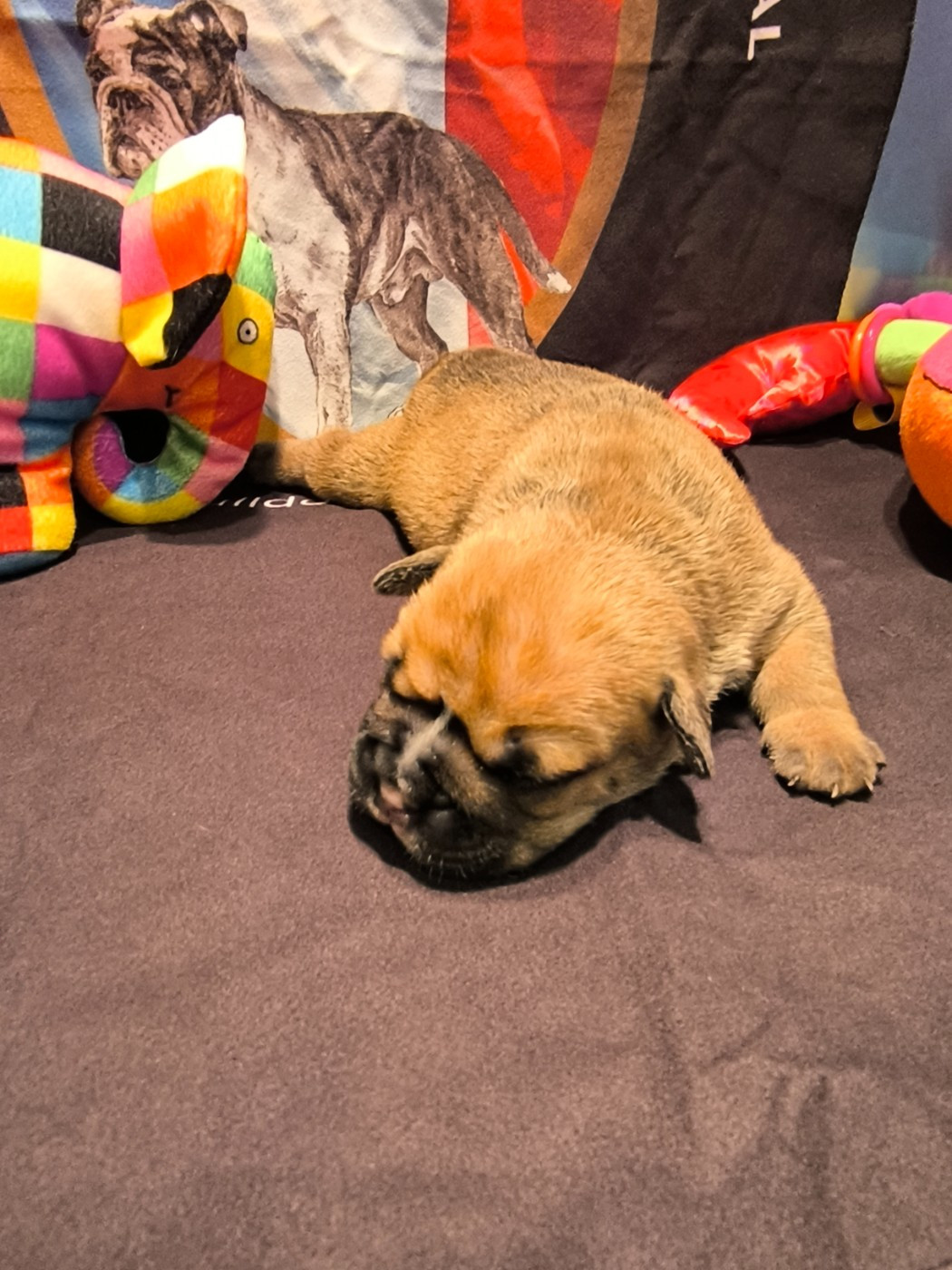 Des Conti's Ador - Chiots disponibles - Bulldog continental