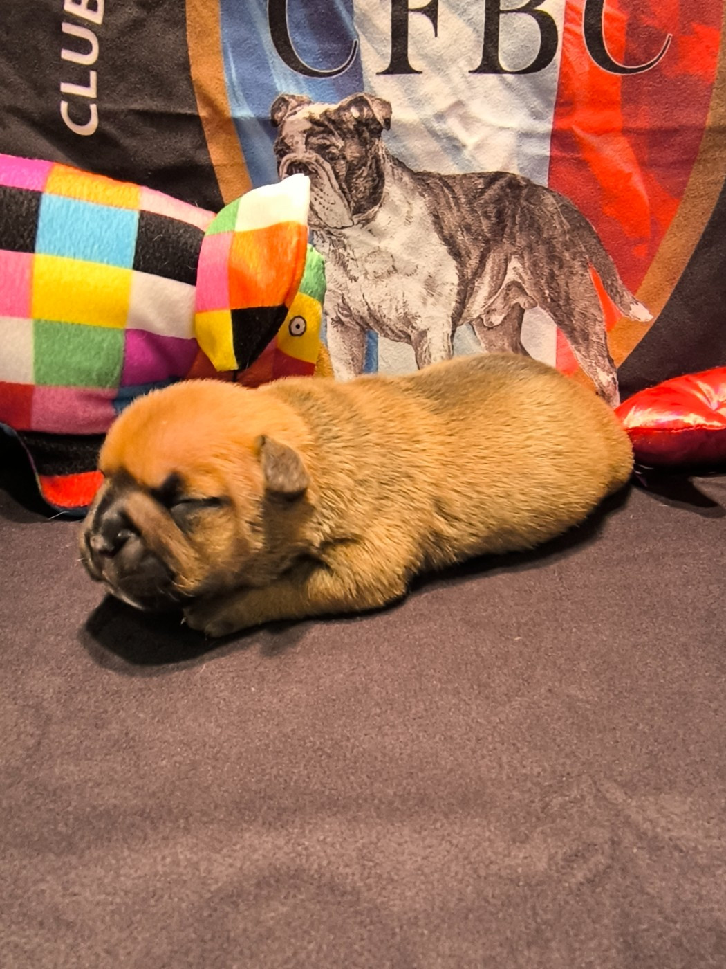 Des Conti's Ador - Chiots disponibles - Bulldog continental