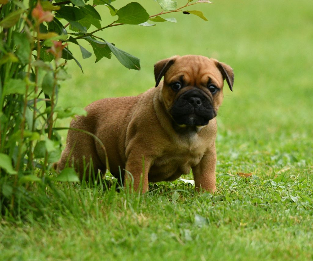 Des Conti's Ador - Chiots disponibles - Bulldog continental