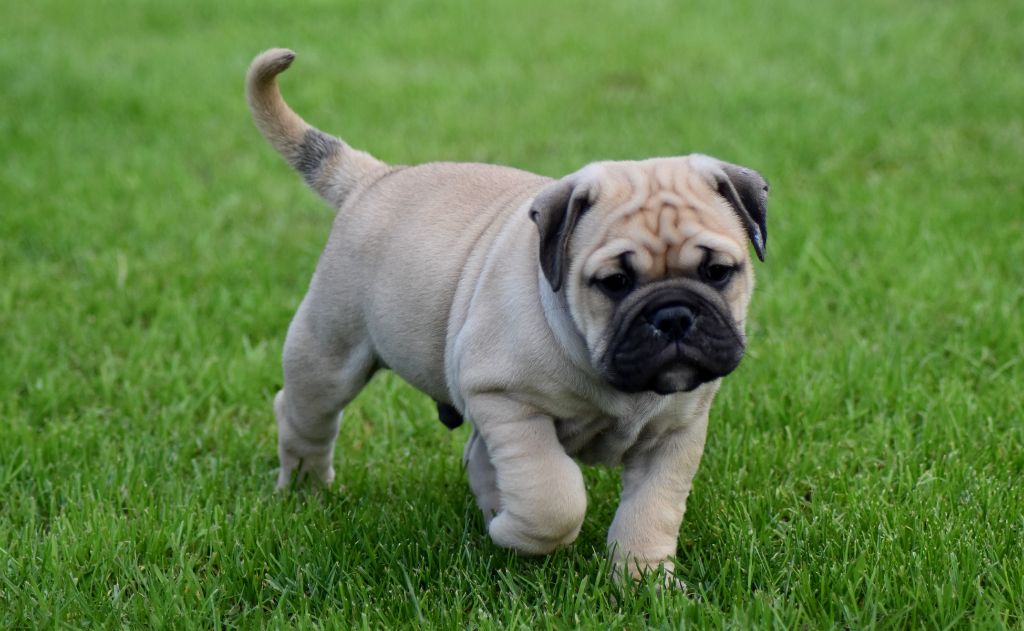 Des Conti's Ador - Bulldog continental - Portée née le 11/12/2019