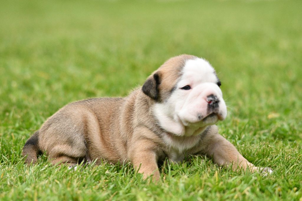 Des Conti's Ador - Chiots disponibles - Bulldog continental