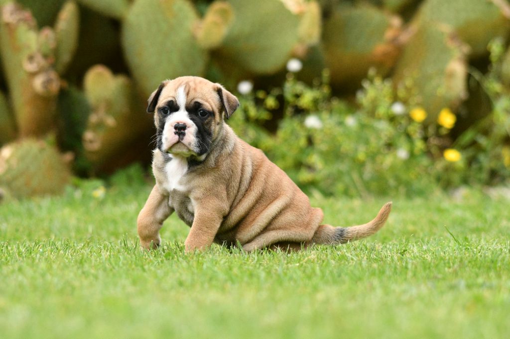 Des Conti's Ador - Chiots disponibles - Bulldog continental