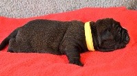 CHIOT