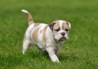 CHIOT