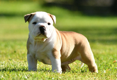 CHIOT