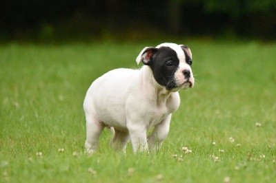 CHIOT