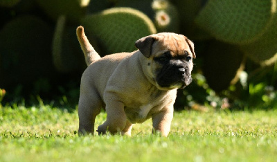 CHIOT
