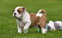 CHIOT