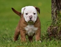 CHIOT