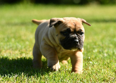 CHIOT
