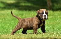 CHIOT