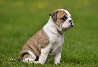 CHIOT