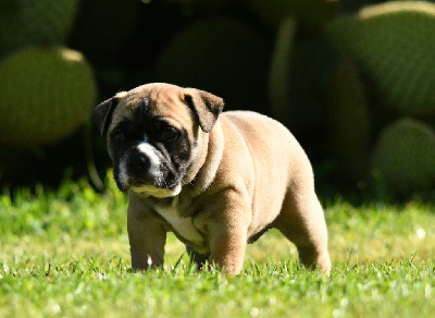CHIOT