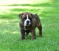 CHIOT