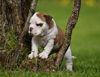 CHIOT