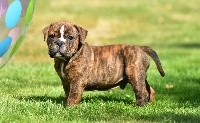 CHIOT