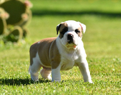 CHIOT