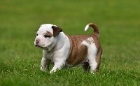CHIOT