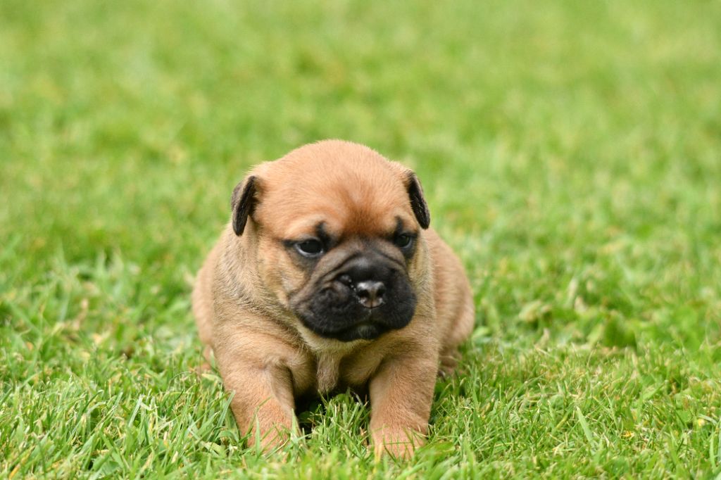 Des Conti's Ador - Chiots disponibles - Bulldog continental