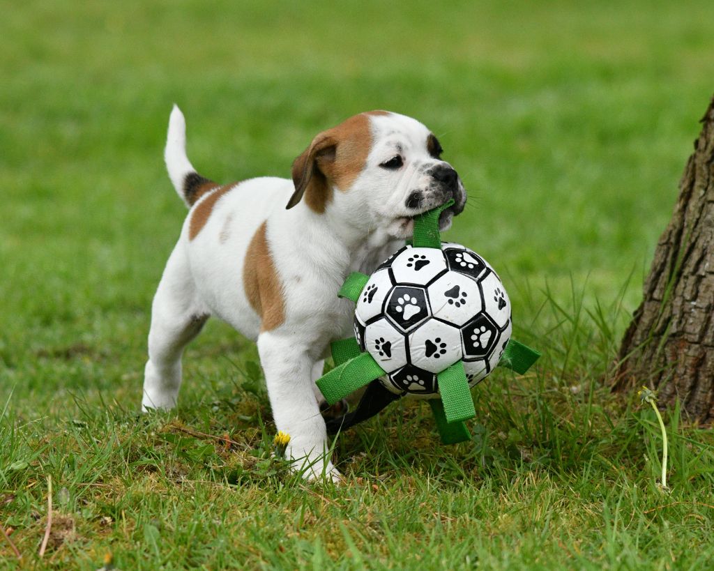 Des Conti's Ador - Bulldog continental - Portée née le 29/01/2024