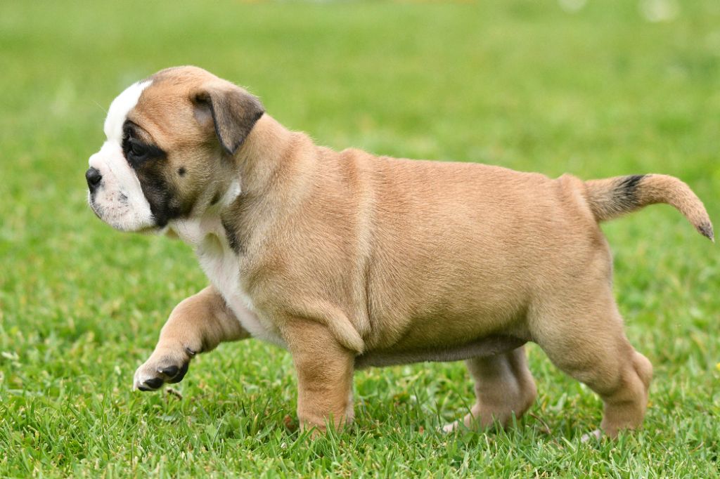 Des Conti's Ador - Chiots disponibles - Bulldog continental
