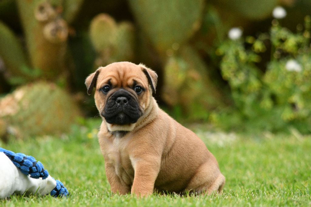 Des Conti's Ador - Chiots disponibles - Bulldog continental