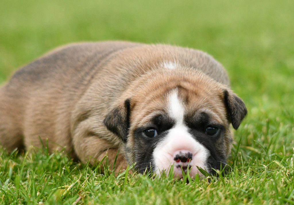 Des Conti's Ador - Chiots disponibles - Bulldog continental